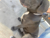 Photo №1. cane corso - à vendre en ville de Varsovie | 700€ | Annonce №77437