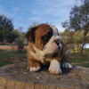 Photo №1. bulldog anglais - à vendre en ville de Berlin | 450€ | Annonce №99657