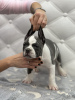 Photo №4. Je vais vendre american bully en ville de Chisinau. éleveur - prix - 1500€