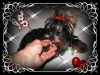 Photo №3. York, yorkshire terrier !ELITE MICRO MERVEILLES XXXS ! 1,20 kg. Pologne