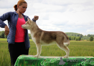 Photos supplémentaires: Offert à la vente husky sibérien mâle