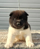 Photos supplémentaires: Akita américain, chiots