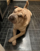 Photo №1. shar pei - à vendre en ville de Berlin | 350€ | Annonce №116801