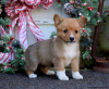 Photo №4. Je vais vendre welsh corgi en ville de Lindos.  - prix - 540€