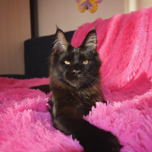 Photo №1. maine coon - à vendre en ville de Chelyabinsk | 497€ | Annonce № 3472