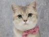 Photo №3. Femelle Ay25 British Shorthair. Emirats Arabes Unis