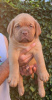 Photo №4. Je vais vendre dogue de bordeaux en ville de Leskovac.  - prix - négocié