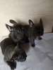 Photo №4. Je vais vendre bouledogue en ville de Дортмунд. éleveur - prix - 350€