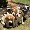 Photos supplémentaires: chiots beagle regardant