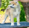 Photo №2 de l'annonce № 72748 de la vente akita (chien) - acheter à Serbie 
