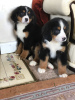 Photo №3. Mignons chiots bouviers bernois à adopter gratuitement. Allemagne