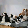 Photo №1. cavalier king charles spaniel - à vendre en ville de Charjah | 380€ | Annonce №13793