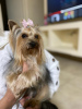 Photo №1. yorkshire terrier - à vendre en ville de Yoqneam | négocié | Annonce №127186