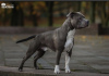 Photo №2. Service d'accouplement american staffordshire terrier. Prix - 473€