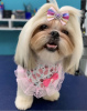 Photo №2 de l'annonce № 105235 de la vente lhassa apso - acheter à USA 