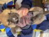 Photo №2 de l'annonce № 89318 de la vente chien bâtard - acheter à Fédération de Russie annonce privée