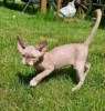 Photo №1. devon rex - à vendre en ville de Helsinki | 350€ | Annonce № 118430