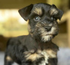 Photo №2 de l'annonce № 127621 de la vente schnauzer géant, schnauzer moyen, schnauzer miniature - acheter à Allemagne annonce privée, éleveur