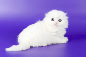 Photo №1. scottish fold - à vendre en ville de Saint-Pétersbourg | Négocié | Annonce № 3032