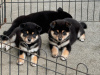 Photo №1. shiba - à vendre en ville de Berne | négocié | Annonce №120107