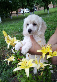 Photo №2 de l'annonce № 2543 de la vente chien chinois à crête - acheter à Fédération de Russie annonce privée