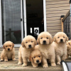 Photo №4. Je vais vendre golden retriever en ville de Leipzig. annonce privée - prix - 400€