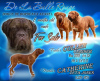 Photo №1. dogue de bordeaux - à vendre en ville de Kecskemét | 1718€ | Annonce №8073