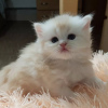 Photo №1. scottish fold - à vendre en ville de Minsk | négocié | Annonce № 62907