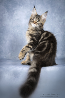 Photo №4. Je vais vendre maine coon en ville de Москва. de la fourrière - prix - 494€