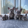 Photo №1. bouledogue - à vendre en ville de New york | 331€ | Annonce №114719