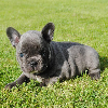 Photo №2 de l'annonce № 70876 de la vente bouledogue - acheter à Allemagne annonce privée, éleveur