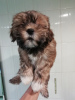 Photo №1. shih tzu - à vendre en ville de Daugavpils | 450€ | Annonce №73045