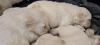 Photo №1. golden retriever - à vendre en ville de Los Angeles | 663€ | Annonce №108832