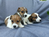 Photos supplémentaires: Standard Jack Russell Terrier JRT