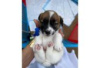 Photo №1. jack russell terrier - à vendre en ville de Berlin | Gratuit | Annonce №126944