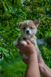 Photo №1. welsh corgi - à vendre en ville de Donetsk | 769€ | Annonce №6911