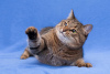 Photos supplémentaires: Le chat Timosha entre de bonnes mains