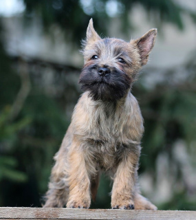 Photo №3. Filles Cairn Terrier. Fédération de Russie