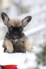 Photos supplémentaires: Incroyable couleur rare bouledogue français Merle chiot mâle et femelle