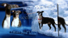 Photos supplémentaires: Pépinière d'élevage Am. Staff. Terriers. Documents FCI.