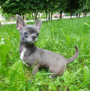 Photo №1. chihuahua - à vendre en ville de Moscou | 429€ | Annonce №2439