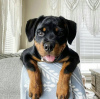 Photo №1. rottweiler - à vendre en ville de Wrocław | Gratuit | Annonce №46542