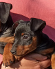 Photo №1. pinscher miniature - à vendre en ville de Kiev | 448€ | Annonce №10578