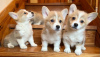 Photo №1. welsh corgi - à vendre en ville de Munich | négocié | Annonce №32222