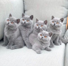 Photo №2 de l'annonce № 13996 de la vente british shorthair - acheter à France annonce privée