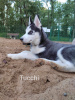 Photo №3. Husky sibérien. (Umma yeux célestes). Estonie