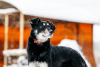 Photo №2 de l'annonce № 23651 de la vente chien bâtard - acheter à Fédération de Russie annonce privée