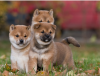 Photo №1. shiba - à vendre en ville de Ceske Budejovice | négocié | Annonce №97849