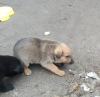 Photo №4. Je vais vendre chien bâtard en ville de Kharkov. annonce privée - prix - Gratuit