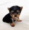 Photo №2 de l'annonce № 97600 de la vente yorkshire terrier - acheter à Allemagne 